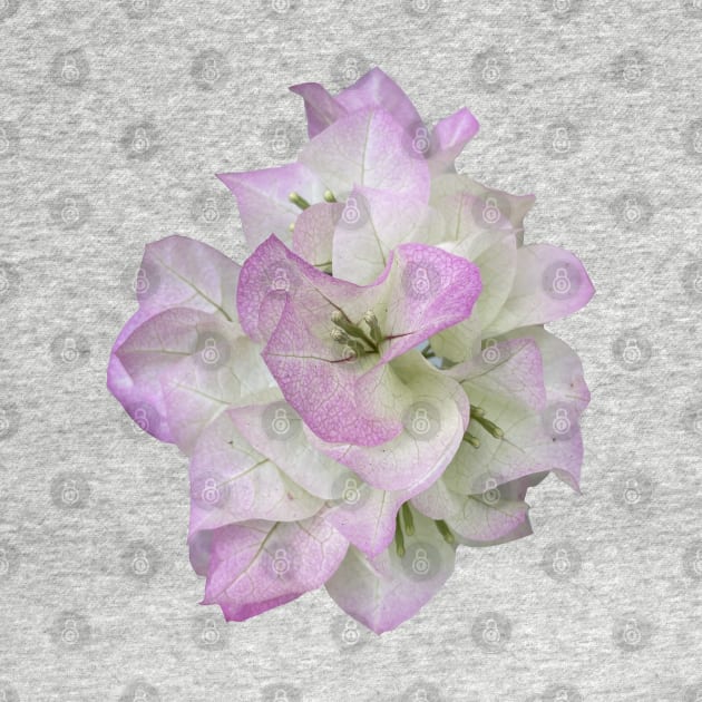 White and Lavender Bougainvillea Flower by Sparkleweather